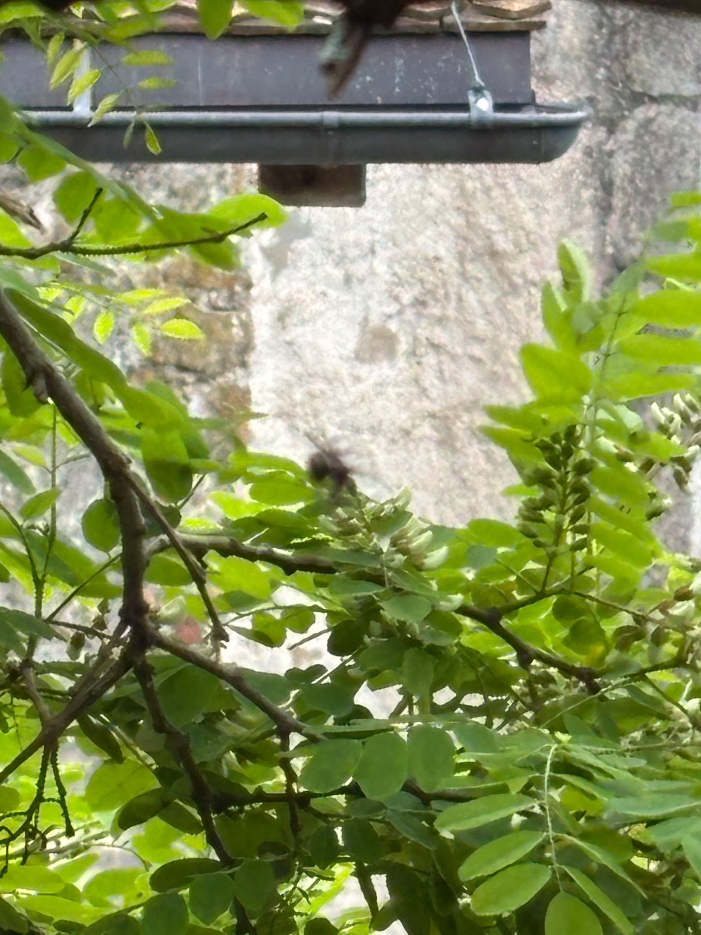 Medievel village 164